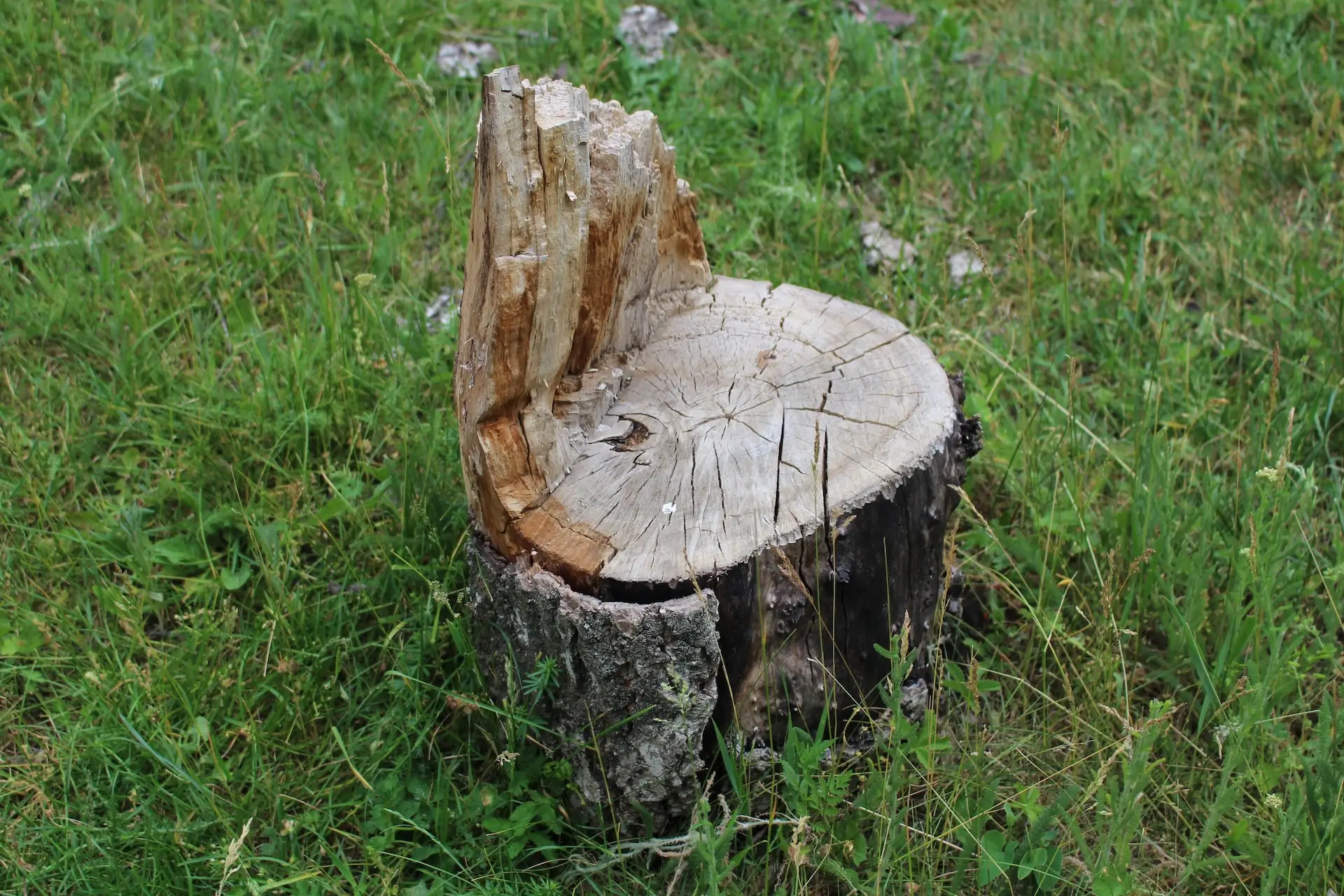 4tree-stump-grass fold-lyukfuro-molnarfoldmunka